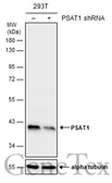 Anti-PSAT1 antibody [GT1353] used in Western Blot (WB). GTX633629