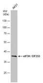 Anti-eIF3H / EIF3S3 antibody [GT2712] used in Western Blot (WB). GTX633630
