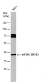 Anti-eIF3H / EIF3S3 antibody [GT35512] used in Western Blot (WB). GTX633631
