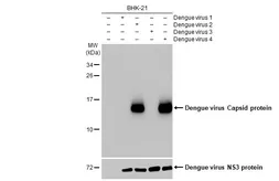 Anti-Dengue virus Capsid protein antibody [GT574] used in Western Blot (WB). GTX633632