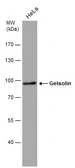 Anti-Gelsolin antibody [GT667] used in Western Blot (WB). GTX633675