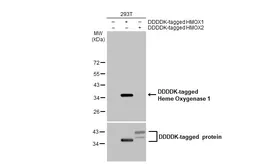 Anti-Heme Oxygenase 1 antibody [GT1334] used in Western Blot (WB). GTX633676