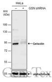 Anti-Gelsolin antibody [GT1656] used in Western Blot (WB). GTX633690