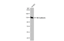 Anti-VE-Cadherin antibody [GT1369] used in Western Blot (WB). GTX633705