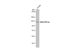 Anti-p130Cas antibody [GT331] used in Western Blot (WB). GTX633771