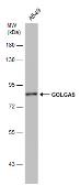 Anti-GOLGA5 antibody [GT2726] used in Western Blot (WB). GTX633810