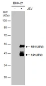 Anti-Japanese encephalitis virus NS1 antibody [GT481] used in Western Blot (WB). GTX633812