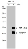 Anti-Japanese encephalitis virus NS1 antibody [GT1448] used in Western Blot (WB). GTX633819