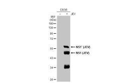Anti-Japanese encephalitis virus NS1 antibody [GT1410] used in Western Blot (WB). GTX633820