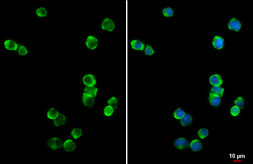 Anti-Syk antibody [GT351] used in Immunocytochemistry/ Immunofluorescence (ICC/IF). GTX633910