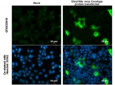 Anti-West Nile virus Envelope antibody [GT3029] used in Immunocytochemistry/ Immunofluorescence (ICC/IF). GTX633919