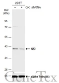 Anti-QKI antibody [GT1589] used in Western Blot (WB). GTX633920