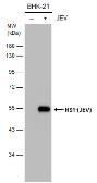 Anti-Japanese encephalitis virus NS1' antibody [GT25111] used in Western Blot (WB). GTX633961