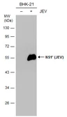 Anti-Japanese encephalitis virus NS1' antibody [GT1345] used in Western Blot (WB). GTX633962