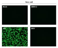 Anti-Japanese encephalitis virus NS1' antibody [GT1345] used in Immunocytochemistry/ Immunofluorescence (ICC/IF). GTX633962