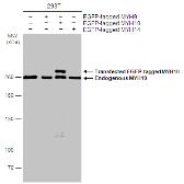 Anti-MYH10 antibody [GT324] used in Western Blot (WB). GTX634139