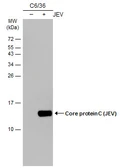 Anti-Japanese encephalitis virus Core protein C antibody [GT127] used in Western Blot (WB). GTX634152