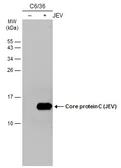 Anti-Japanese encephalitis virus Core protein C antibody [GT1178] used in Western Blot (WB). GTX634153