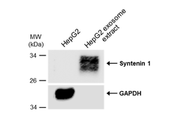 Anti-Syntenin 1 antibody [GT1523] used in Western Blot (WB). GTX634154