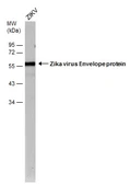 Anti-Zika virus Envelope protein antibody [GT363] (HRP) used in Western Blot (WB). GTX634155-01