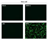 Anti-Zika virus Envelope protein antibody [GT363] used in Immunocytochemistry/ Immunofluorescence (ICC/IF). GTX634155
