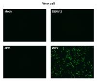 Anti-Zika virus NS1 protein antibody [GT281] used in Immunocytochemistry/ Immunofluorescence (ICC/IF). GTX634159