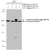 Anti-MYH10 antibody [GT246] used in Western Blot (WB). GTX634160