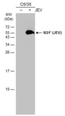 Anti-Japanese encephalitis virus NS1' antibody [GT483] used in Western Blot (WB). GTX634167