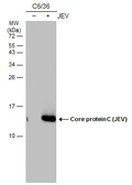 Anti-Japanese encephalitis virus Core protein C antibody [GT12112] used in Western Blot (WB). GTX634170