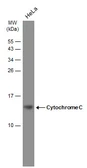 Anti-Cytochrome C antibody [GT1711] used in Western Blot (WB). GTX634187