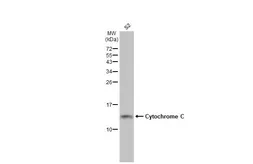 Anti-Cytochrome C antibody [GT1711] used in Western Blot (WB). GTX634187