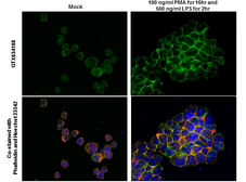 Anti-IL1 beta antibody [GT289] used in Immunocytochemistry/ Immunofluorescence (ICC/IF). GTX634188