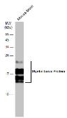 Anti-Myelin basic protein antibody [GT3412] used in Western Blot (WB). GTX634292
