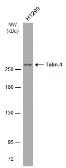 Anti-Talin-1 antibody [GT24212] used in Western Blot (WB). GTX634334