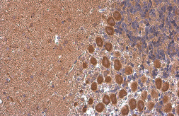 Anti-Rheb antibody [GT39810] used in IHC (Paraffin sections) (IHC-P). GTX634335