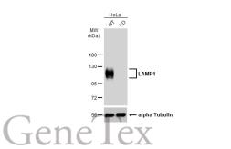 Anti Lamp1 Antibody Gt25212 Gtx634336 Genetex