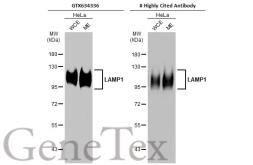 Anti Lamp1 Antibody Gt25212 Gtx634336 Genetex