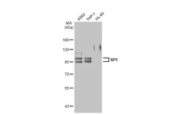 Anti-SP1 antibody [GT2574] used in Western Blot (WB). GTX634352