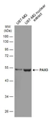 Anti-PAX3 antibody [GT2411] used in Western Blot (WB). GTX634389