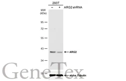 Anti-ARG2 antibody [GT11111] used in Western Blot (WB). GTX634415