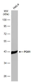 Anti-PGK1 antibody [GT21612] used in Western Blot (WB). GTX634447