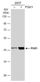 Anti-PGK1 antibody [GT21612] used in Western Blot (WB). GTX634447