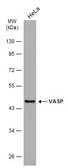 Anti-VASP antibody [GT238] used in Western Blot (WB). GTX634448