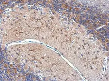 Anti-MAP2 antibody [GT925] used in IHC (Paraffin sections) (IHC-P). GTX634473