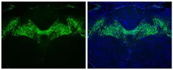 Anti-Tyrosine Hydroxylase antibody [GT234] used in IHC (Paraffin sections) (IHC-P). GTX634481