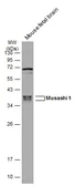 Anti-Musashi 1 antibody [GT2377] used in Western Blot (WB). GTX634485