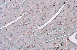 Anti-Glucocorticoid Receptor antibody [GT248] used in IHC (Paraffin sections) (IHC-P). GTX634647