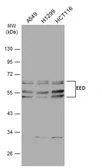 Anti-EED antibody [GT885] used in Western Blot (WB). GTX634650