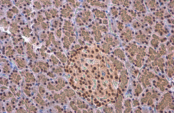Anti-EED antibody [GT885] used in IHC (Paraffin sections) (IHC-P). GTX634650