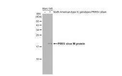 Anti-VetSignal - PRRS virus M protein antibody [GT1911] used in Western Blot (WB). GTX634651